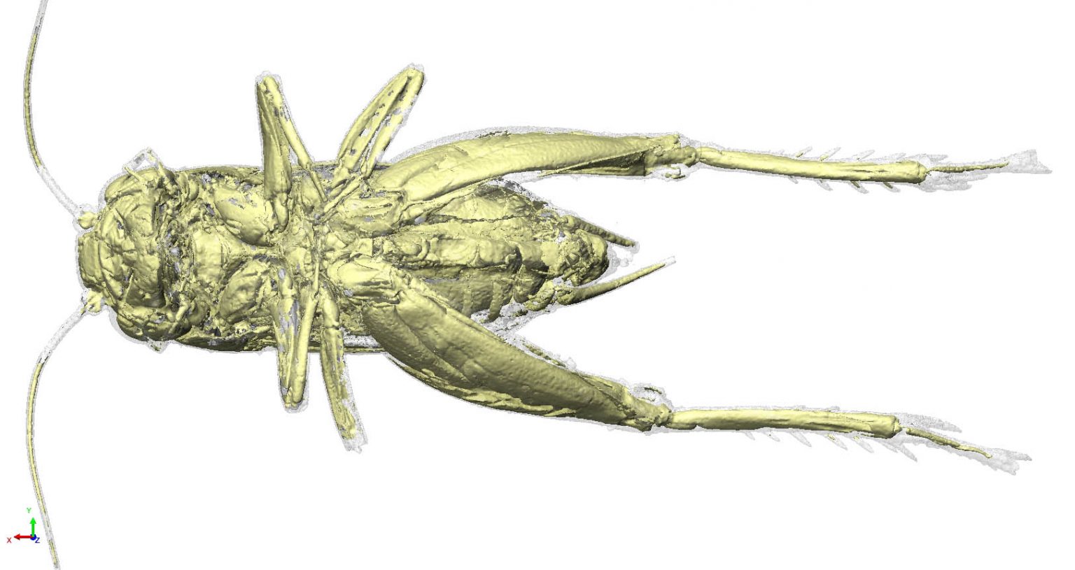 Virtual Zoo Cricket Haven Metrology