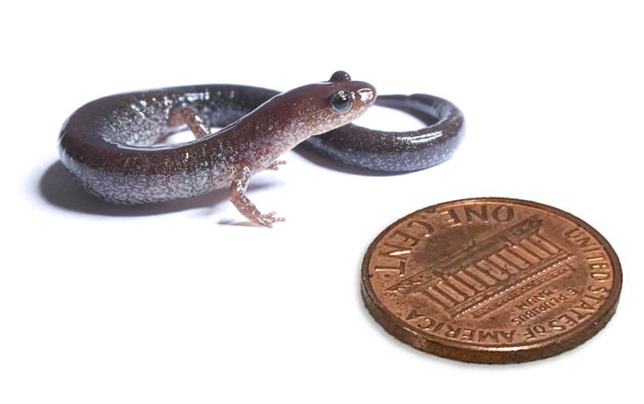 salamander salamander
