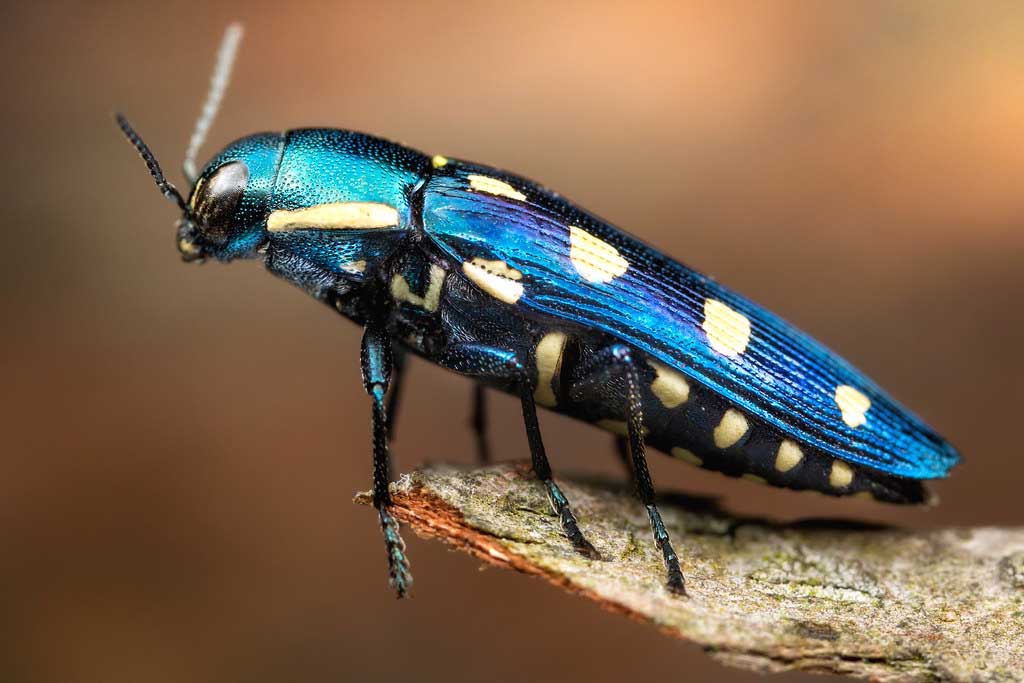 jewel-beetle