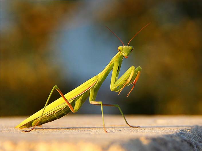 mantis-cover mantis-cover