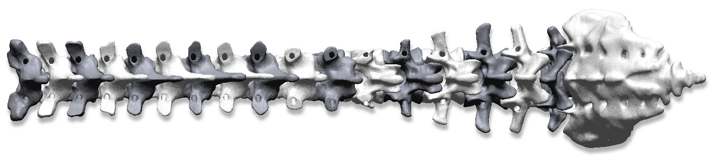 spine3